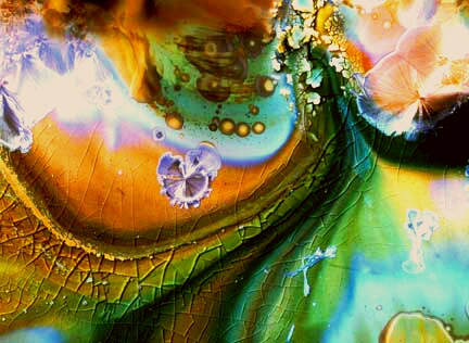 Inside abalone detail 8x10 in
